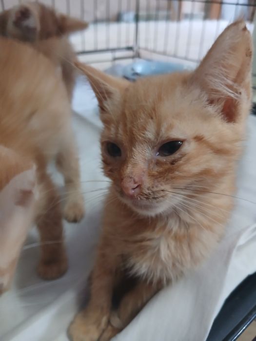 Kotki do adopcji