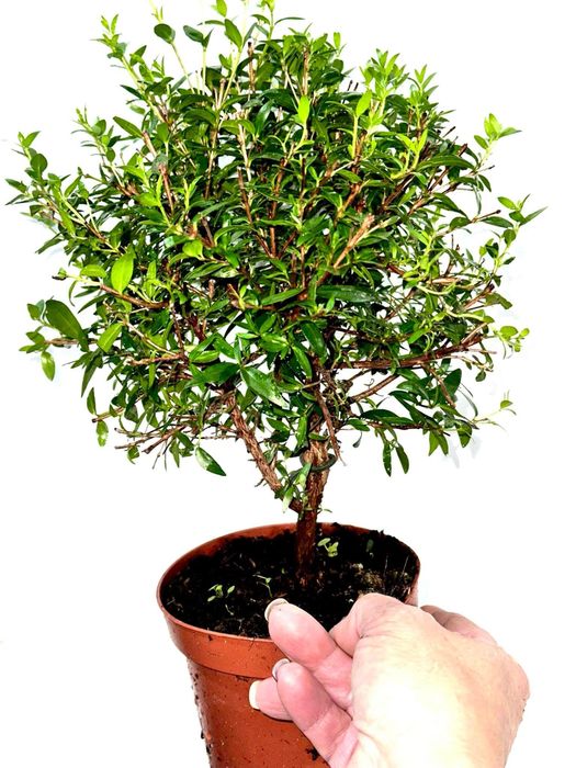 Мирт. Доставка по Україні.