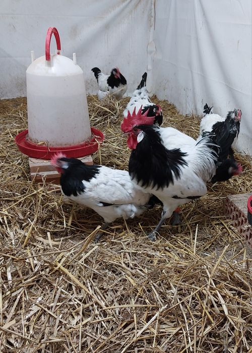 Jaja jajka lęgowe lakenfelder vorwerk szwedzkie kwiaty barnevelder