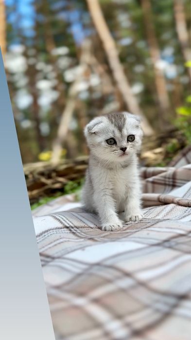 Висловухі шотландці кошенята срібна шиншила чистокровні