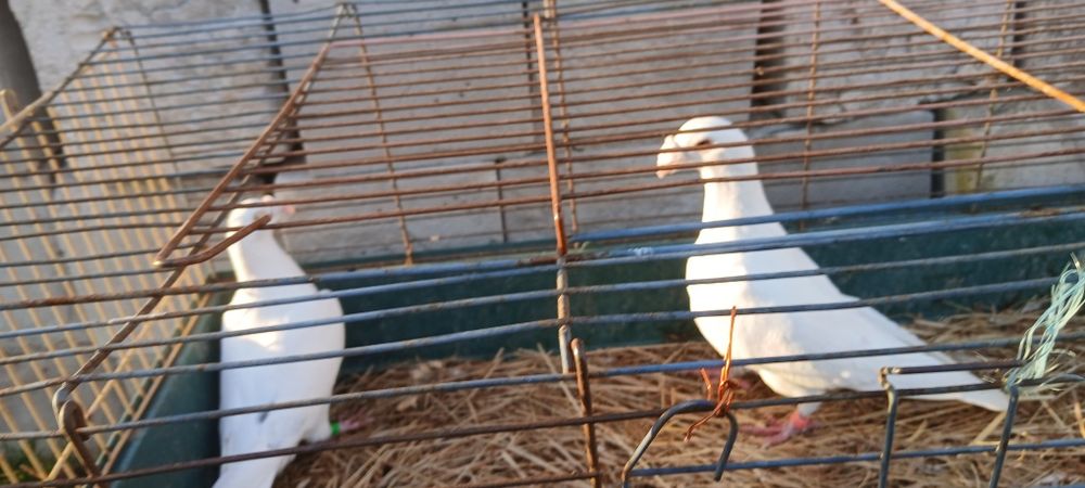 Sprzedam lub zamienie