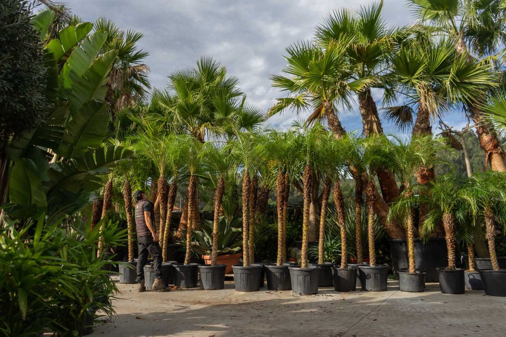 Palmeiras Roebellinis 50-300cm