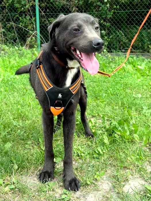 Śliczny psiak do adopcji..oddam za pies za darmo. Adopcja