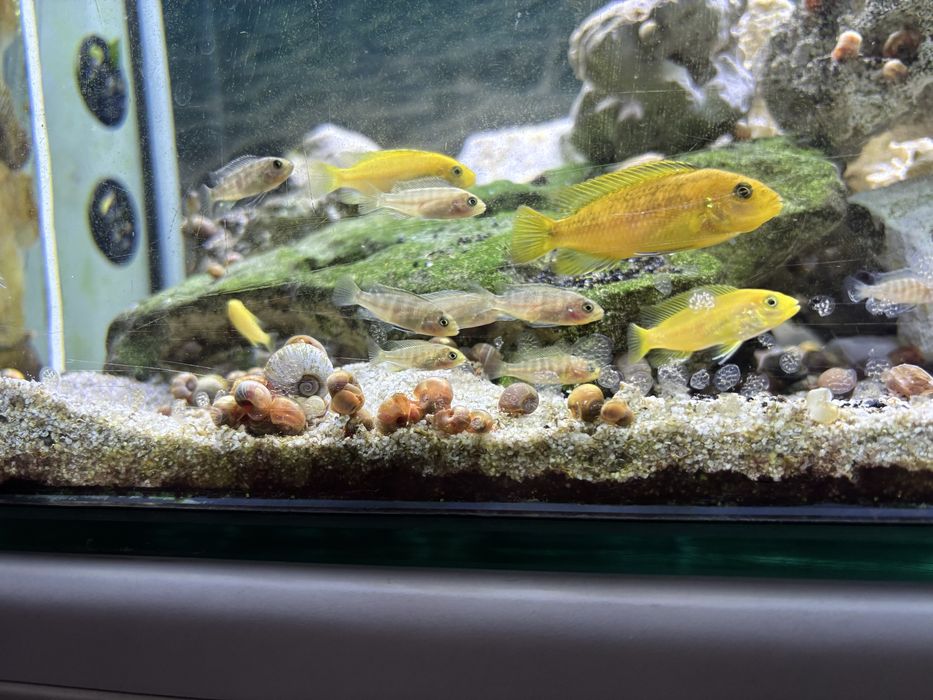 Ciclideos africanos,caracois,ancistrus