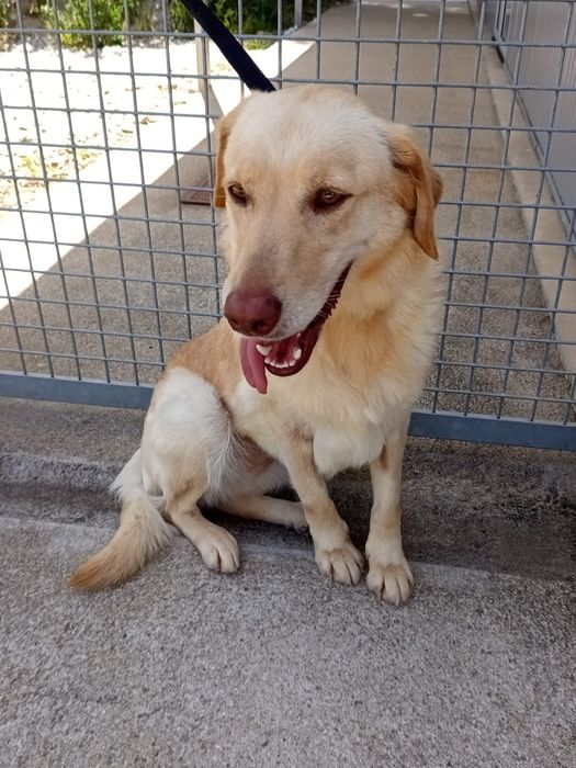 Cadelinha para adopção responsável