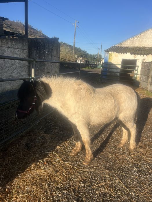 Ponei femea 3 anos mansa