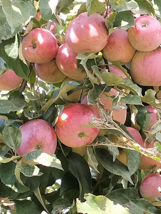 Продам домашні зимові яблука сорту флоріна