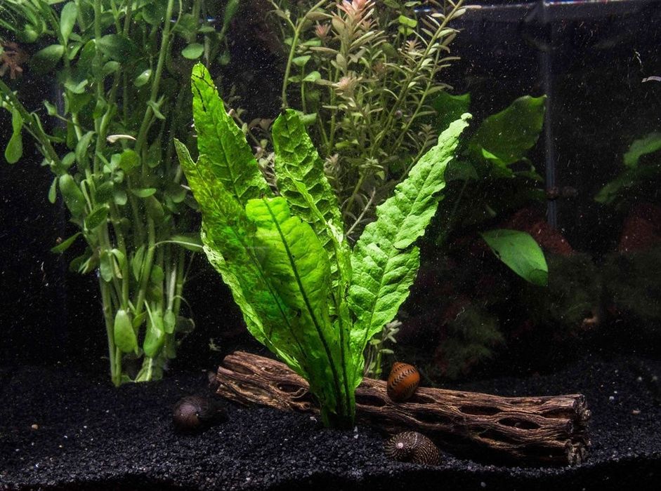 Feto de Java planta aquário