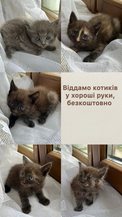 Віддам котиків безплатно