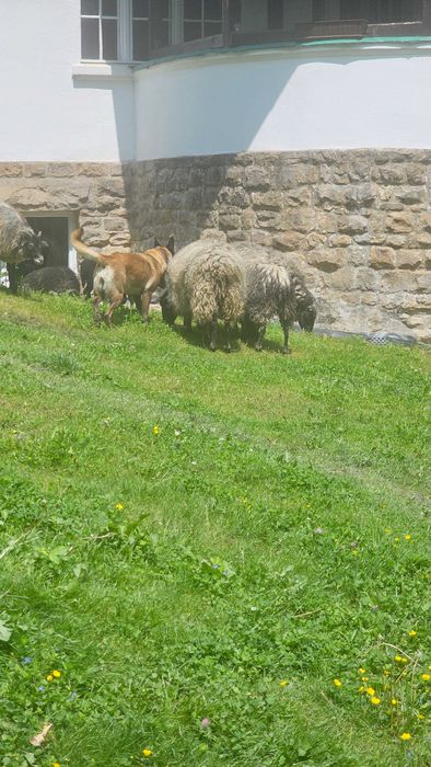 ekologiczne koszenie  , nawożenie , pielęgnacja trawy ogrody .