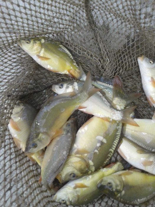 amur, karp narybek
