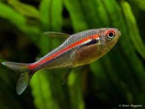 Bystrzyk czerwonoliniowy - Hyphessobrycon Amapaensis - RZADKOŚĆ WAWA