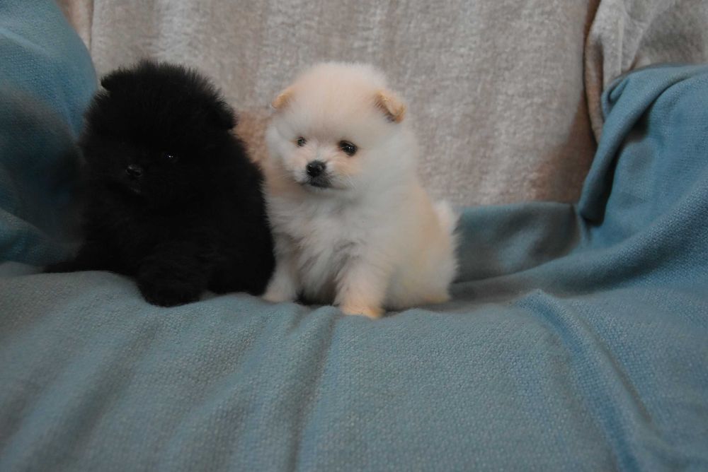 szpic miniaturowy pomeranian