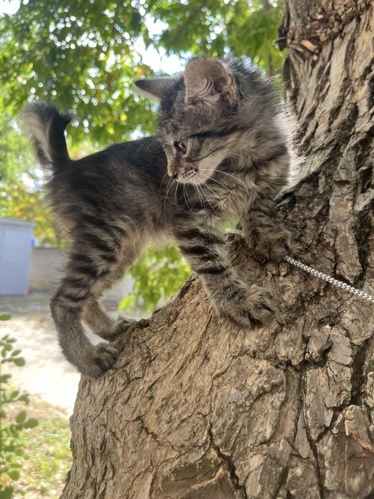 Котенок в поисках дома