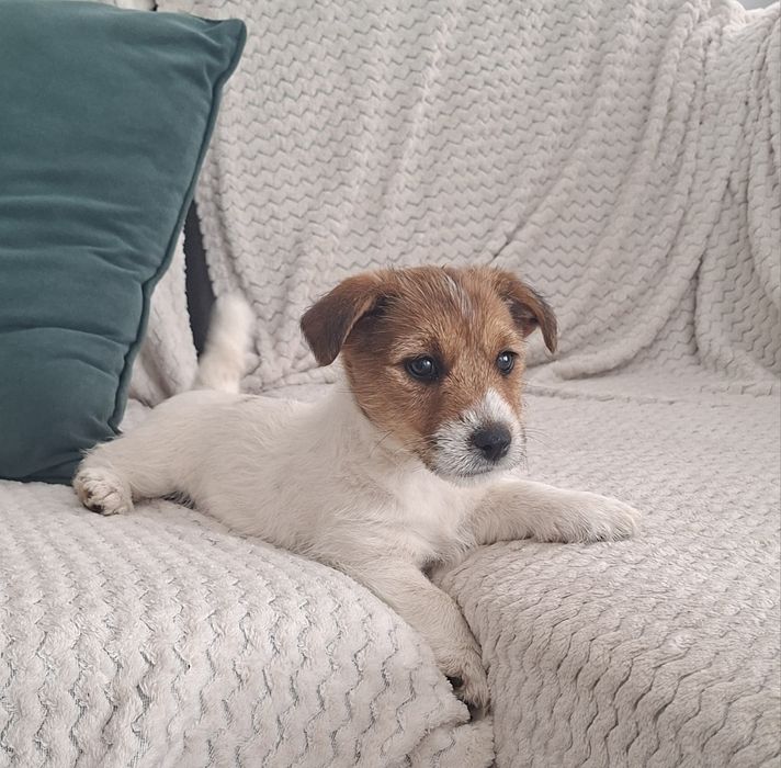 Jack russell terrier szorstko włosy