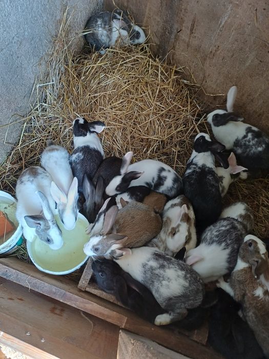 Coelhos vivos ou mortos