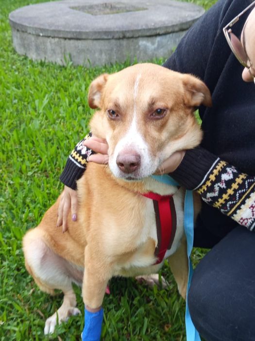 Caozinho para adopção