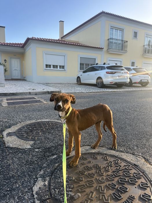 Adoção de cachorro