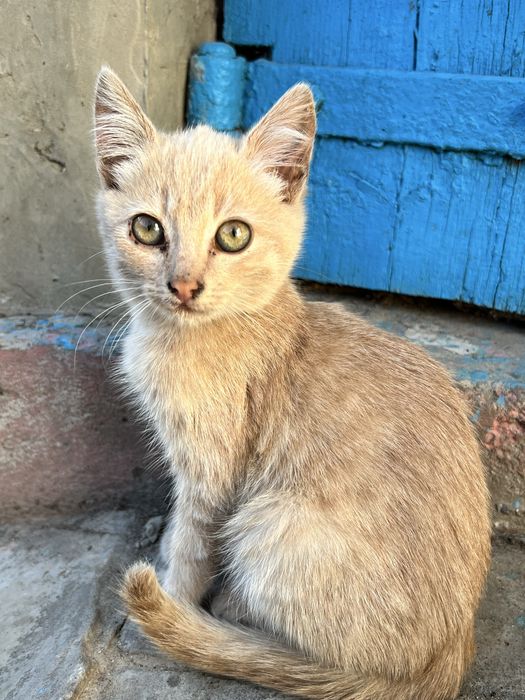 Отдам котят в добрые ручки!!!