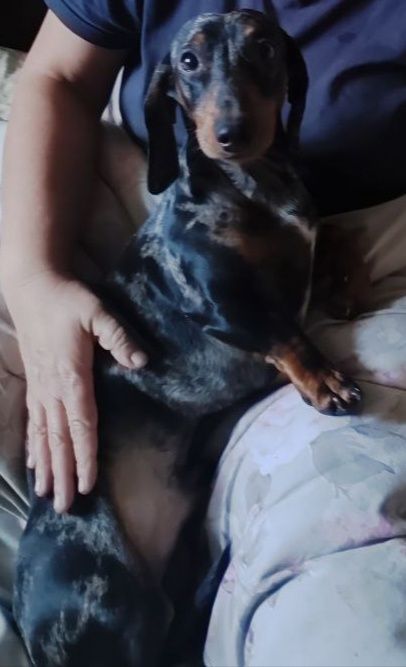 Цуценя мініатюрна такса