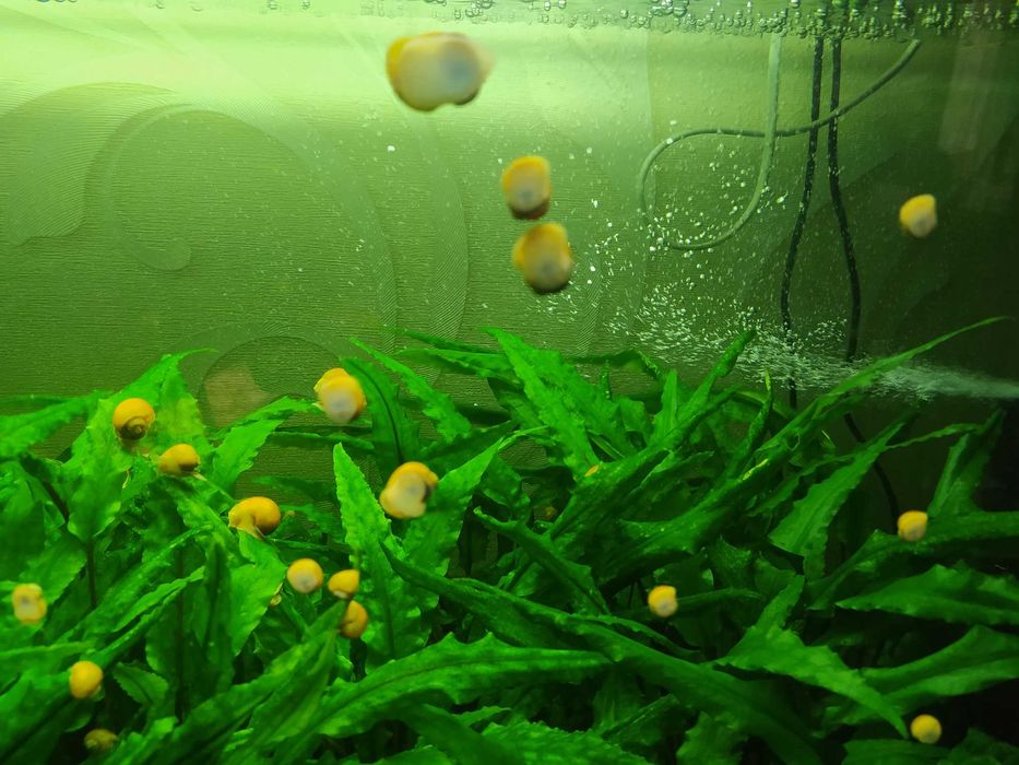 растения в аквариум (8 фото)