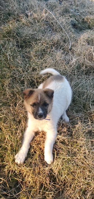 Бешкетник у добрі руки.