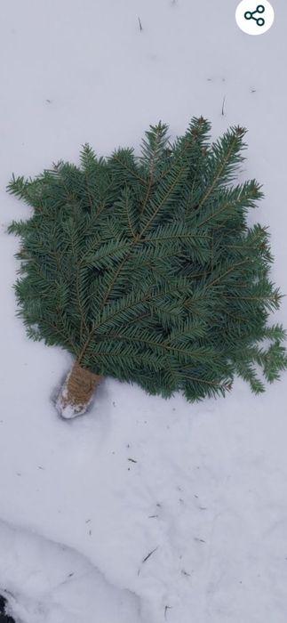 Віники для бані.