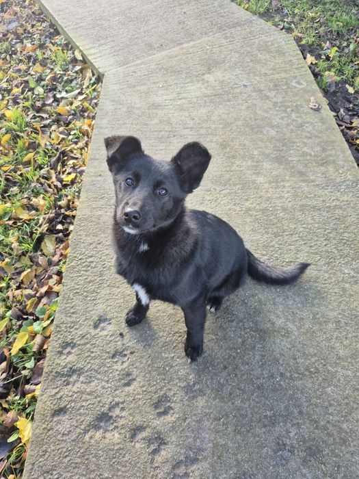 Собаки  2 дворняги