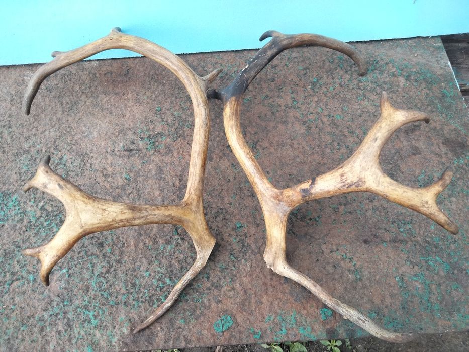 Продам рога оленя
