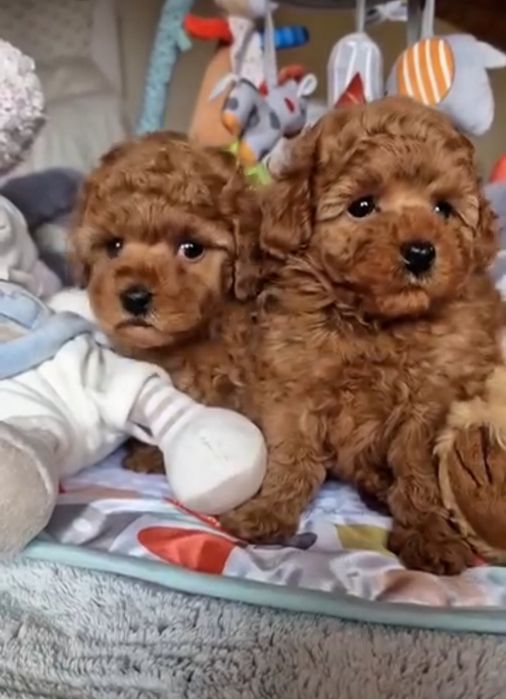 Лялькові карапузи той пудель