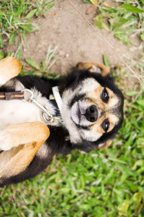 3 letni Miki szuka domu!