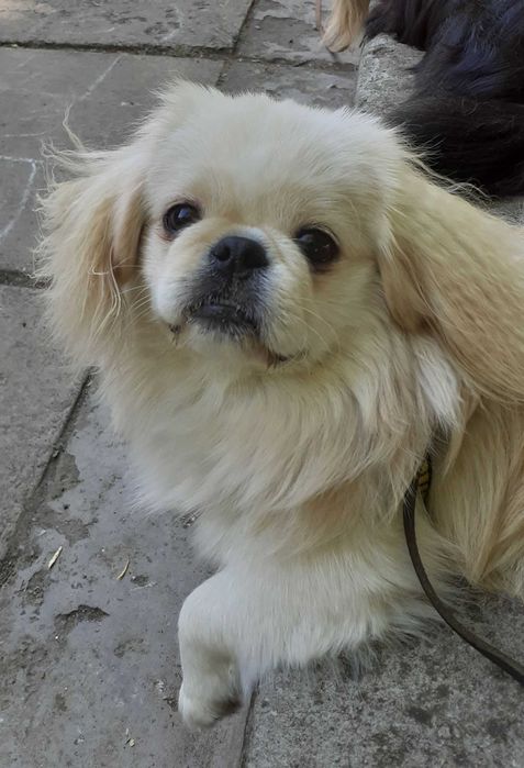 Пекинес предлагает вязку