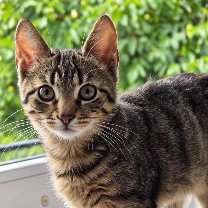 Florek kot adopcja schronisko kocurek