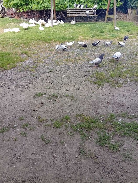 Sprzedam Gołebie Ozdobne