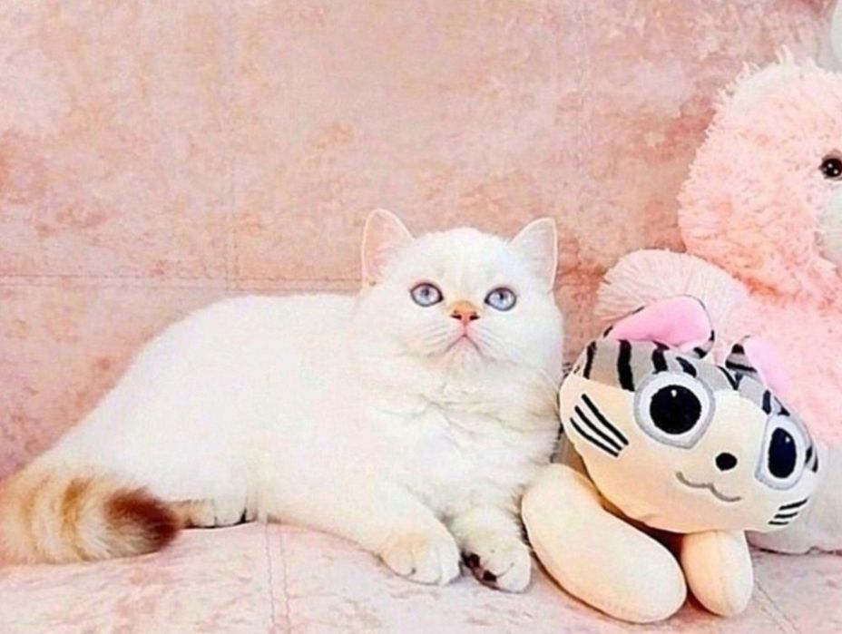 Гарнюня дівчинка Золотко шотландочка