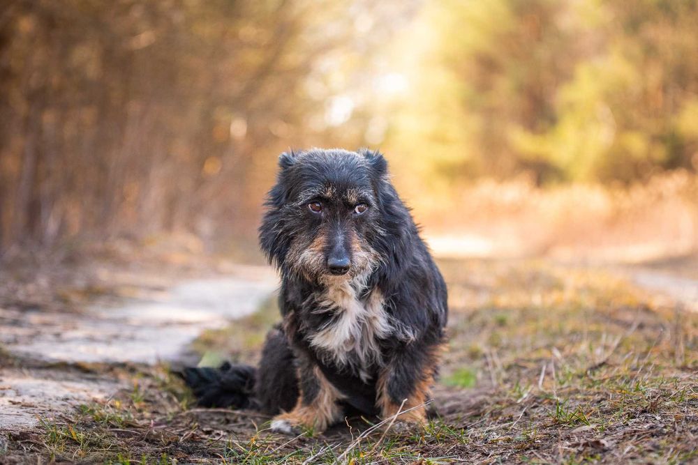 Śliczny, łagodny, mały psiak w typie terreira - Pierrot do adopcji