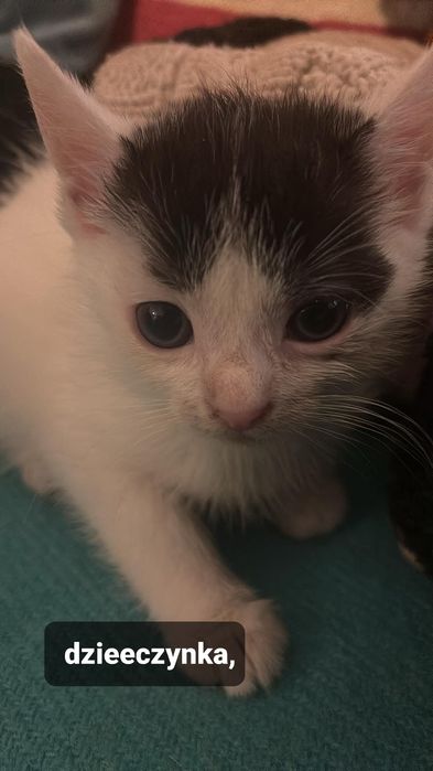 Koteczka do adopcji