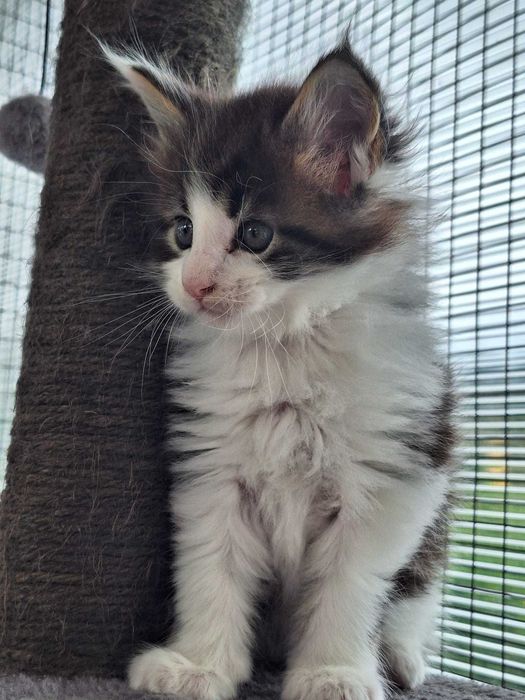Bart Royal Cat Maine Coon