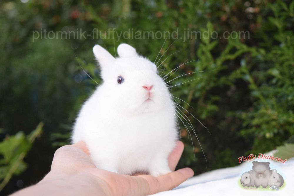 Кролики висловухі та з маленькими вушками з розплідника