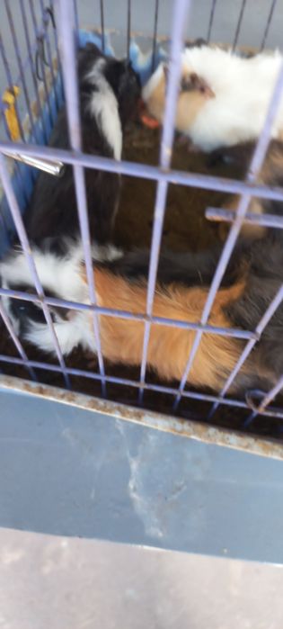 Свинки морские разные