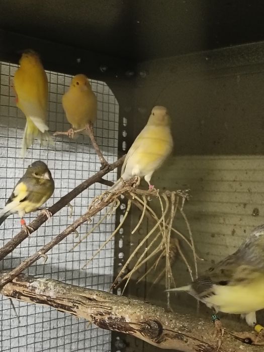 Vende se canários
