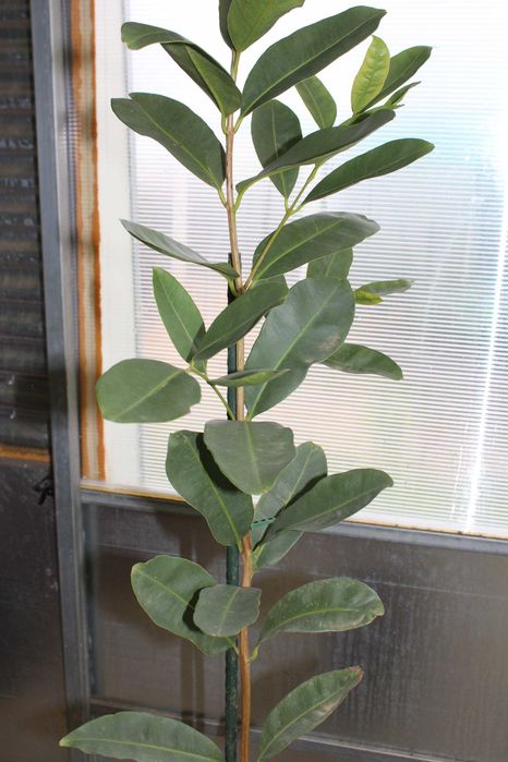 Jamelao / Jambolao Tree 200cm