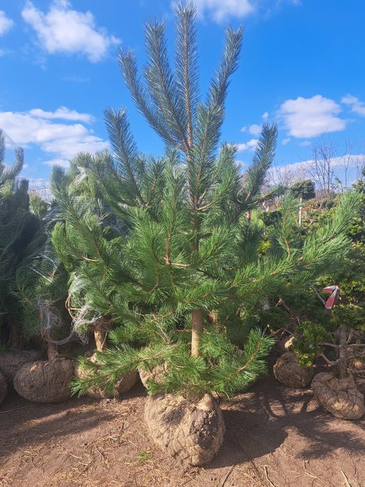 Sosna Czarna 250 - 300 cm