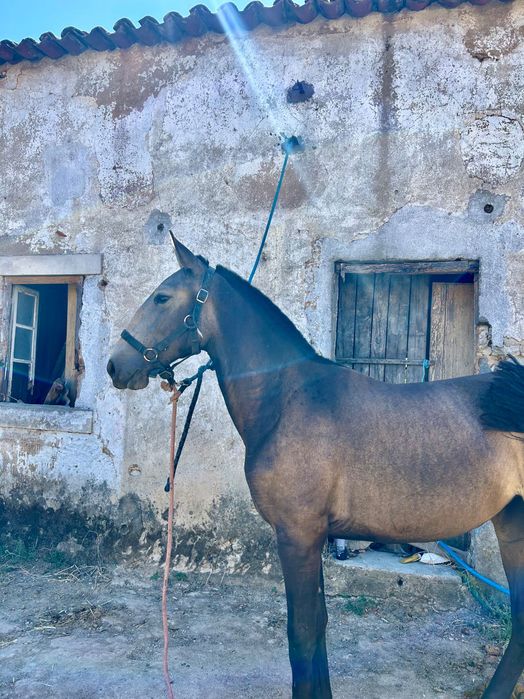 Poldra baia lusitana