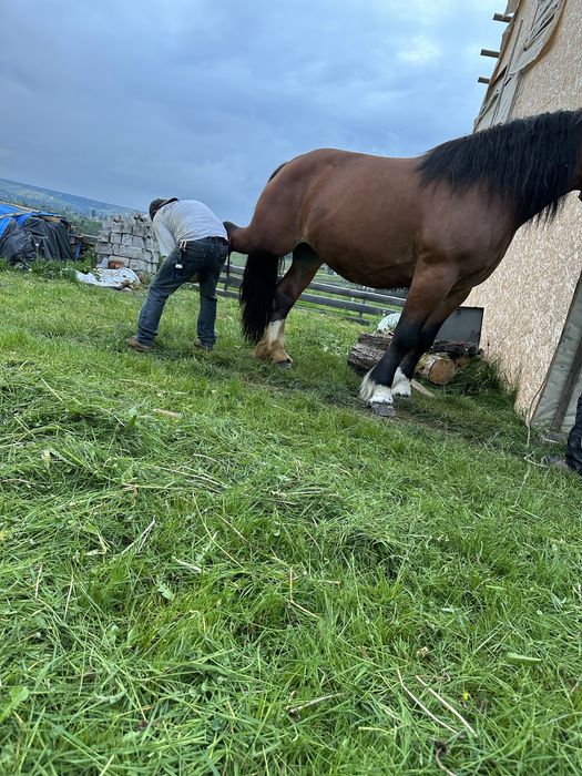 Sorzedam klacz zimnokrwista