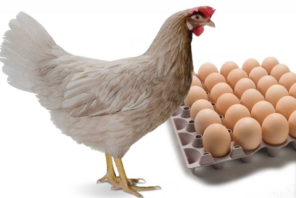 Sprzedam Kury nioski 18 tyg. brown