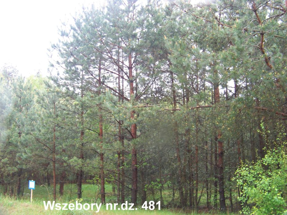 Działka Wszebory 481
