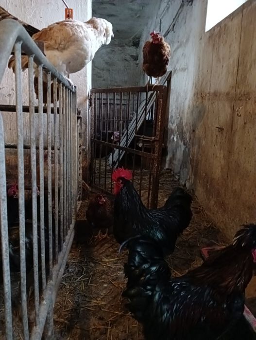 Koguty Australorp i Wyandotte