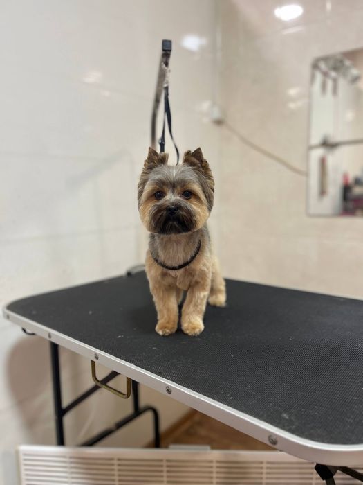 Груминг для животных