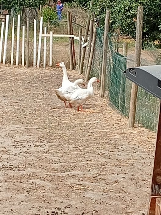 Patos gansos jovens